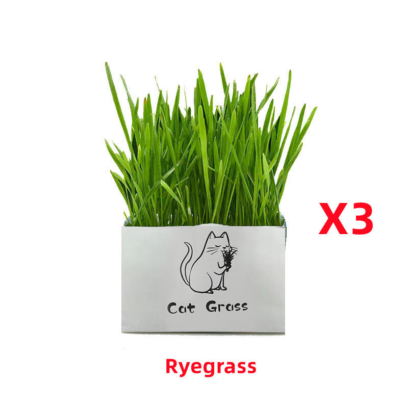 Soilless Organic Cat Grass Clean Oral Cat Supplies