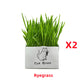 Soilless Organic Cat Grass Clean Oral Cat Supplies