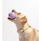 Tpr Tennis Cup Pet Dog Toy - Go Bagheera