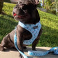 Pupshake Blue Adjustable Harness