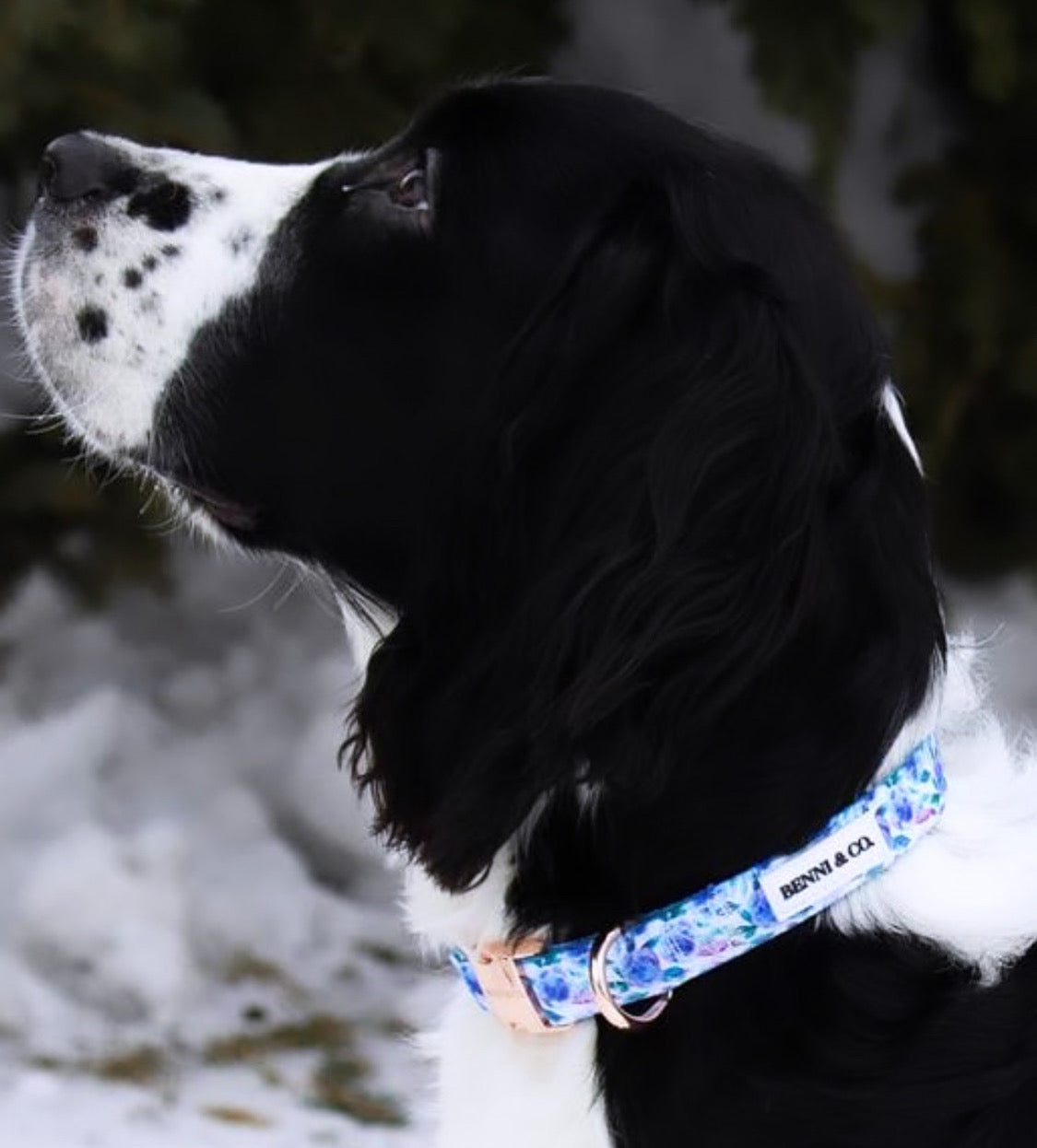 Beach Escape Dog Collar