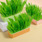 Pet Cat Grass Digestion Growing Tray Starter Dish Greenhouse Hydroponics Plant Cat Grass Germination Nursery Pot Grow Box