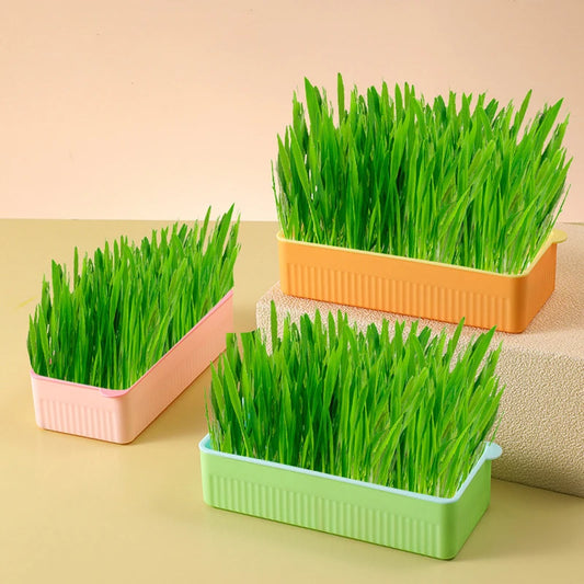 Pet Cat Grass Digestion Growing Tray Starter Dish Greenhouse Hydroponics Plant Cat Grass Germination Nursery Pot Grow Box