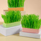 Pet Cat Grass Digestion Growing Tray Starter Dish Greenhouse Hydroponics Plant Cat Grass Germination Nursery Pot Grow Box