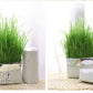 Soilless Organic Cat Grass Clean Oral Cat Supplies