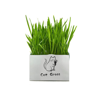 Soilless Organic Cat Grass Clean Oral Cat Supplies