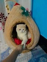 Coconut Cat house