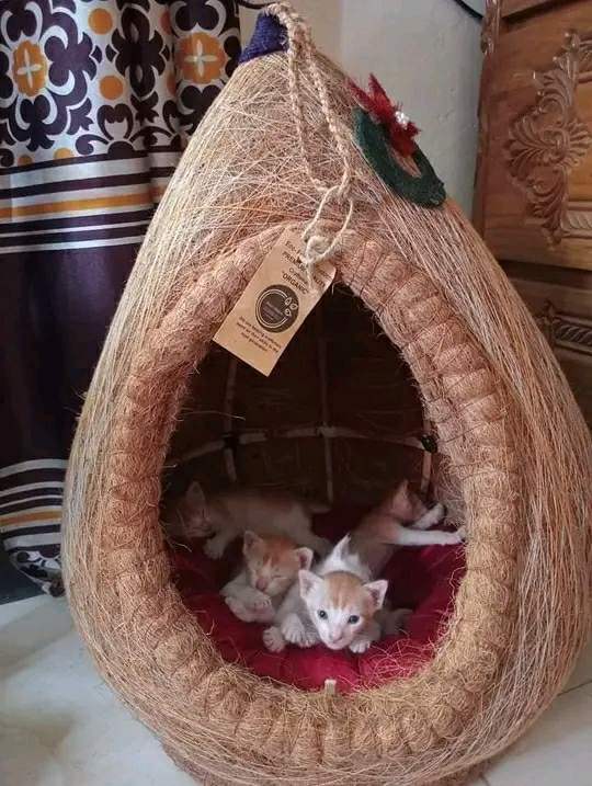 Coconut Cat house