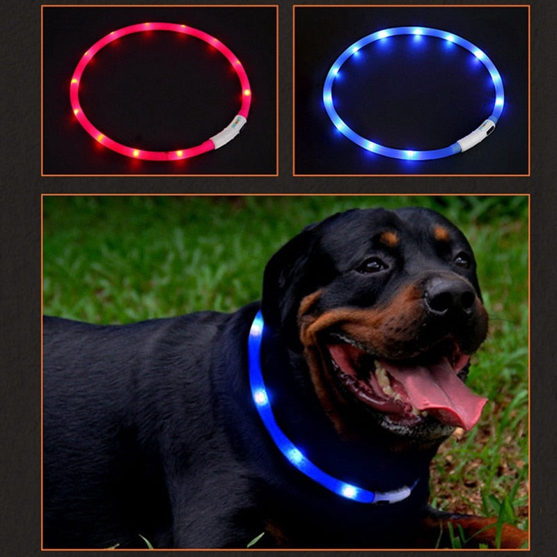 Luminous Pet Collar - Go Bagheera