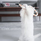 Cat Interactive Toy Funny Caterpillar - Go Bagheera