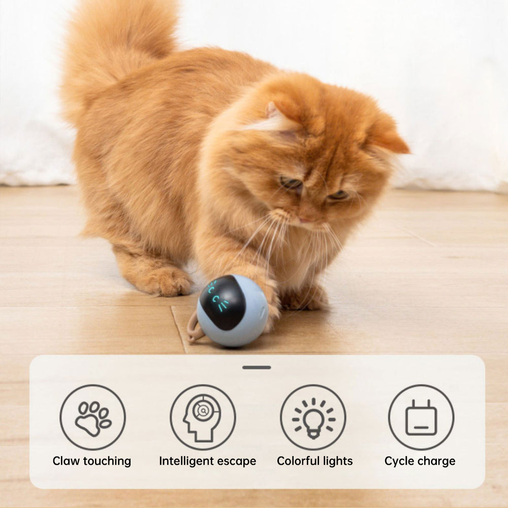 Kitten Electronic Ball - Go Bagheera