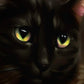 Go Bagheera gift card - Go Bagheera
